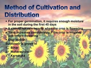  For proper germination, it requires enough moisture
in the soil during the first 45 days
 It should not rain heavily when the crop is flowering
 Yield increases considerably if the crop is irrigated
just before flowering
 Distribution:
Sunflower is grown in
1. Bihar
2. Maharashtra
3. Karnataka
 