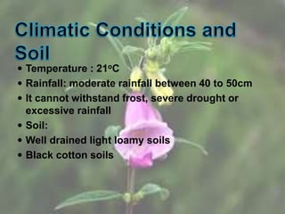  Temperature : 21oC
 Rainfall: moderate rainfall between 40 to 50cm
 It cannot withstand frost, severe drought or
excessive rainfall
 Soil:
 Well drained light loamy soils
 Black cotton soils
 