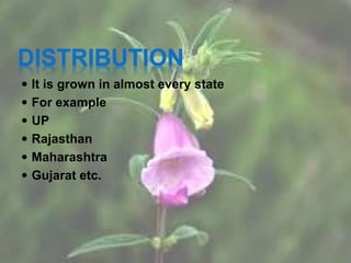 DISTRIBUTION
 It is grown in almost every state
 For example
 UP
 Rajasthan
 Maharashtra
 Gujarat etc.
 
