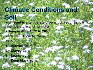  Linseed is a temperate crop which requires low
temperature and humidity
 Temperature:15oC to 20oC
 Rainfall: 45cm to 75cm
 Soil:
1. Alluvial soils
2. Clayey soils
3. Loamy soils
4. Deep black soils
 