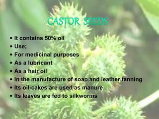 It contains 50% oil
 Use;
 For medicinal purposes
 As a lubricant
 As a hair oil
 In the manufacture of soap and leather tanning
 Its oil-cakes are used as manure
 Its leaves are fed to silkworms
 
