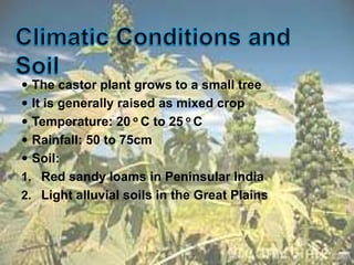  The castor plant grows to a small tree
 It is generally raised as mixed crop
 Temperature: 20 o C to 25 o C
 Rainfall: 50 to 75cm
 Soil:
1. Red sandy loams in Peninsular India
2. Light alluvial soils in the Great Plains
 