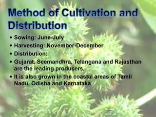  Sowing: June-July
 Harvesting: November-December
 Distribution:
 Gujarat, Seemandhra, Telangana and Rajasthan
are the leading producers.
 It is also grown in the coastal areas of Tamil
Nadu, Odisha and Karnataka
 