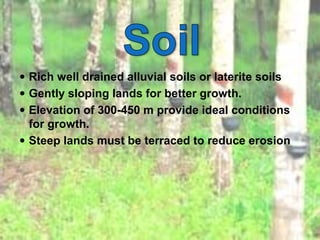  Rich well drained alluvial soils or laterite soils
 Gently sloping lands for better growth.
 Elevation of 300-450 m provide ideal conditions
for growth.
 Steep lands must be terraced to reduce erosion
 