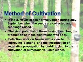  In India, Hevea seeds normally ripen during July-
September when the seeds are collected and
seedlings raised.
 The yield potential of these having been low, the
production of those plantations was poor.
 Selection work on Hevea with a view to
improving planting and the introduction of
vegetative propagation by budding ,led to the
cultivation of numerous valuable clones.
 