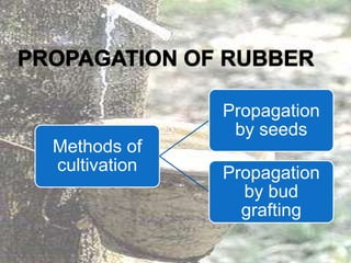 Methods of
cultivation
Propagation
by seeds
Propagation
by bud
grafting
 
