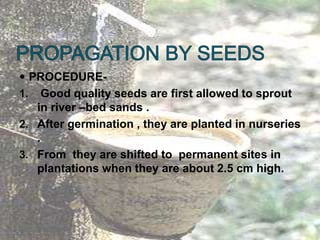  PROCEDURE-
1. Good quality seeds are first allowed to sprout
in river –bed sands .
2. After germination , they are planted in nurseries
.
3. From they are shifted to permanent sites in
plantations when they are about 2.5 cm high.
 