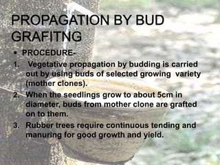  PROCEDURE-
1. Vegetative propagation by budding is carried
out by using buds of selected growing variety
(mother clones).
2. When the seedlings grow to about 5cm in
diameter, buds from mother clone are grafted
on to them.
3. Rubber trees require continuous tending and
manuring for good growth and yield.
 