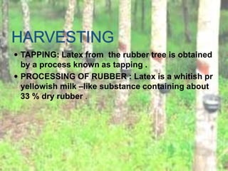  TAPPING: Latex from the rubber tree is obtained
by a process known as tapping .
 PROCESSING OF RUBBER : Latex is a whitish pr
yellowish milk –like substance containing about
33 % dry rubber .
 
