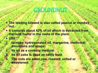  The leading oilseed is also called peanut or monkey
nut.
 It contains about 42% of oil which is extracted from
the nuts found in the roots of the plant.
 USE:
1. to make hydrogenated oil, margarine, medicinal
emulsions and soaps.
2. Its oil as a cooking medium
3. Its oil cake is used as cattle feed.
4. The nuts are eaten raw, roasted, salted or
sweetened.
 