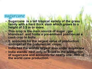 sugarcane
• Sugarcane is a tall tropical variety of the grass
family with a hard thick stem which grows to a
height of 3.5 m or more.
• This crop is the main source of sugar , gur ,
khandsari and holds a pre-eminent position as a
cash crop in India .
• It accounts for the largest value of production
amongst all the commercial crops.
• India has the worlds largest area under sugarcane .
• India stands next only to Brazil in the production
of sugarcane and accounts for nearly one –fifth of
the world cane production.
 
