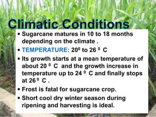  Sugarcane matures in 10 to 18 months
depending on the climate .
 TEMPERATURE: 200 to 26 0 C
 Its growth starts at a mean temperature of
about 20 0 C and the growth increase in
temperature up to 24 0 C and finally stops
at 26 0 C .
 Frost is fatal for sugarcane crop.
 Short cool dry winter season during
ripening and harvesting is ideal.
 