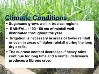  Sugarcane grows well in tropical regions
 RAINFALL: 100-150 cm of rainfall well
distributed throughout the year.
 Irrigation is necessary in areas of lower rainfall
or even in areas of higher rainfall during the long
dry spells.
 The sucrose content decreases if heavy rains
continue for long time and a rainfall deficiency
produces a fibrous crop.
 
