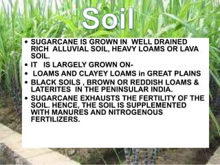  SUGARCANE IS GROWN IN WELL DRAINED
RICH ALLUVIAL SOIL, HEAVY LOAMS OR LAVA
SOIL.
 IT IS LARGELY GROWN ON-
 LOAMS AND CLAYEY LOAMS in GREAT PLAINS
 BLACK SOILS , BROWN OR REDDISH LOAMS &
LATERITES IN THE PENINSULAR INDIA.
 SUGARCANE EXHAUSTS THE FERTILITY OF THE
SOIL. HENCE, THE SOIL IS SUPPLEMENTED
WITH MANURES AND NITROGENOUS
FERTILIZERS.
 