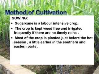 SOWING:
 Sugarcane is a labour intensive crop.
 The crop is kept weed free and irrigated
frequently if there are no timely rains .
 Most of the crop is planted just before the hot
season , a little earlier in the southern and
eastern parts .
 