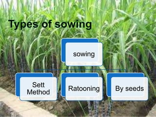 sowing
Sett
Method
Ratooning By seeds
 