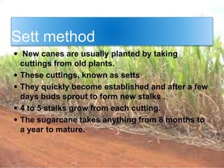 Sett method
 New canes are usually planted by taking
cuttings from old plants.
 These cuttings, known as setts
 They quickly become established and after a few
days buds sprout to form new stalks .
 4 to 5 stalks grow from each cutting.
 The sugarcane takes anything from 8 months to
a year to mature.
 