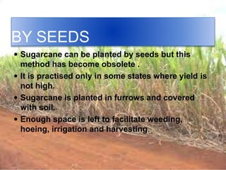 BY SEEDS
 Sugarcane can be planted by seeds but this
method has become obsolete .
 It is practised only in some states where yield is
not high.
 Sugarcane is planted in furrows and covered
with soil.
 Enough space is left to facilitate weeding,
hoeing, irrigation and harvesting.
 