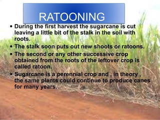 RATOONING
 During the first harvest the sugarcane is cut
leaving a little bit of the stalk in the soil with
roots.
 The stalk soon puts out new shoots or ratoons.
 The second or any other successive crop
obtained from the roots of the leftover crop is
called ratoon.
 Sugarcane is a perennial crop and , in theory ,
the same plants could continue to produce canes
for many years.
 