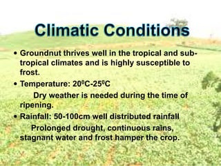  Groundnut thrives well in the tropical and sub-
tropical climates and is highly susceptible to
frost.
 Temperature: 200C-250C
Dry weather is needed during the time of
ripening.
 Rainfall: 50-100cm well distributed rainfall
Prolonged drought, continuous rains,
stagnant water and frost hamper the crop.
 