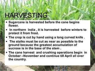  Sugarcane is harvested before the cane begins
flower.
 In northern India , it is harvested before winters to
protect it from frost.
 The crop is cut by hand using a long curved knife .
 The stalks must be cut as near as possible to the
ground because the greatest accumulation of
sucrose is in the base of the stem .
 The cane harvest and crushing operations begin in
October –November and continue till April all over
the country.
 