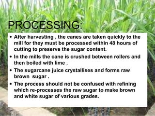 PROCESSING:
 After harvesting , the canes are taken quickly to the
mill for they must be processed within 48 hours of
cutting to preserve the sugar content.
 In the mills the cane is crushed between rollers and
then boiled with lime .
 The sugarcane juice crystallises and forms raw
brown sugar .
 The process should not be confused with refining
which re-processes the raw sugar to make brown
and white sugar of various grades.
 