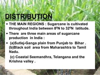 DISTRIBUTION
 THE MAIN REGIONS : Sugarcane is cultivated
throughout India between 80N to 320N latitude.
 There are three main areas of sugarcane
production in India :
 (a)Sutlej-Ganga plain from Punjab to Bihar .
(b)Black soil area from Maharashtra to Tamil
Nadu.
(c) Coastal Seemandhra, Telangana and the
Krishna valley .
 