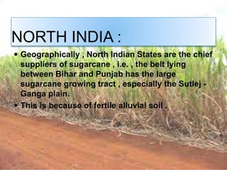 NORTH INDIA :
 Geographically , North Indian States are the chief
suppliers of sugarcane , i.e. , the belt lying
between Bihar and Punjab has the large
sugarcane growing tract , especially the Sutlej -
Ganga plain.
 This is because of fertile alluvial soil .
 
