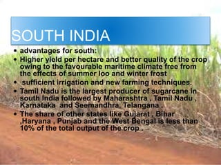 SOUTH INDIA
 advantages for south:
 Higher yield per hectare and better quality of the crop
owing to the favourable maritime climate free from
the effects of summer loo and winter frost
 sufficient irrigation and new farming techniques.
 Tamil Nadu is the largest producer of sugarcane in
south India followed by Maharashtra , Tamil Nadu ,
Karnataka and Seemandhra, Telangana .
 The share of other states like Gujarat , Bihar
,Haryana , Punjab and the West Bengal is less than
10% of the total output of the crop .
 