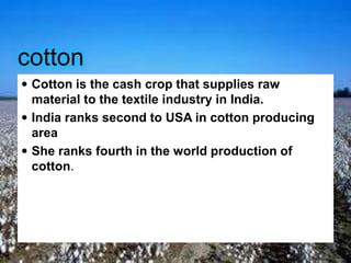 cotton
 Cotton is the cash crop that supplies raw
material to the textile industry in India.
 India ranks second to USA in cotton producing
area
 She ranks fourth in the world production of
cotton.
 
