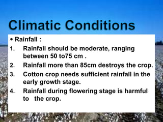  Rainfall :
1. Rainfall should be moderate, ranging
between 50 to75 cm .
2. Rainfall more than 85cm destroys the crop.
3. Cotton crop needs sufficient rainfall in the
early growth stage.
4. Rainfall during flowering stage is harmful
to the crop.
 