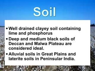 Well drained clayey soil containing
lime and phosphorus
Deep and medium black soils of
Deccan and Malwa Plateau are
considered ideal.
Alluvial soils in Great Plains and
laterite soils in Peninsular India.
 