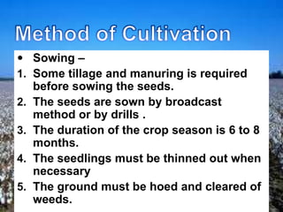  Sowing –
1. Some tillage and manuring is required
before sowing the seeds.
2. The seeds are sown by broadcast
method or by drills .
3. The duration of the crop season is 6 to 8
months.
4. The seedlings must be thinned out when
necessary
5. The ground must be hoed and cleared of
weeds.
 