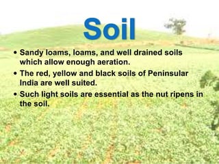  Sandy loams, loams, and well drained soils
which allow enough aeration.
 The red, yellow and black soils of Peninsular
India are well suited.
 Such light soils are essential as the nut ripens in
the soil.
 
