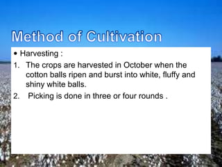  Harvesting :
1. The crops are harvested in October when the
cotton balls ripen and burst into white, fluffy and
shiny white balls.
2. Picking is done in three or four rounds .
 