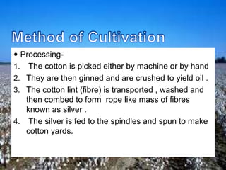  Processing-
1. The cotton is picked either by machine or by hand
2. They are then ginned and are crushed to yield oil .
3. The cotton lint (fibre) is transported , washed and
then combed to form rope like mass of fibres
known as silver .
4. The silver is fed to the spindles and spun to make
cotton yards.
 