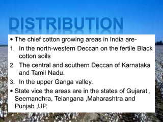 DISTRIBUTION
 The chief cotton growing areas in India are-
1. In the north-western Deccan on the fertile Black
cotton soils
2. The central and southern Deccan of Karnataka
and Tamil Nadu.
3. In the upper Ganga valley.
 State vice the areas are in the states of Gujarat ,
Seemandhra, Telangana ,Maharashtra and
Punjab ,UP.
 