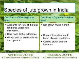 Species of jute grown in India
Corchurus Olitorius(tossa
jute).
Corchorus Capsularis (white
jute)
 Accounts for 75% of the total
land area under jute
cultivation.
 Hardy and highly adaptable
 Grows well on both lowlands
and uplands
 Not grown much in India
 Does not easily adapt to
harsh climatic conditions.
 Can be grown only on
lowlands.
 