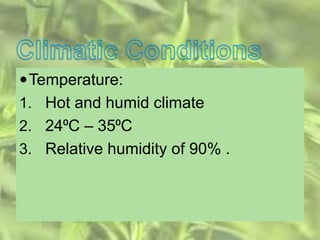 Temperature:
1. Hot and humid climate
2. 24⁰C – 35⁰C
3. Relative humidity of 90% .
 