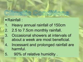 Rainfall :
1. Heavy annual rainfall of 150cm
2. 2.5 to 7.5cm monthly rainfall.
3. Occasional showers at intervals of
about a week are most beneficial.
4. Incessant and prolonged rainfall are
harmful.
5. 90% of relative humidity .
 