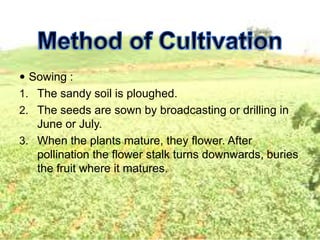  Sowing :
1. The sandy soil is ploughed.
2. The seeds are sown by broadcasting or drilling in
June or July.
3. When the plants mature, they flower. After
pollination the flower stalk turns downwards, buries
the fruit where it matures.
 