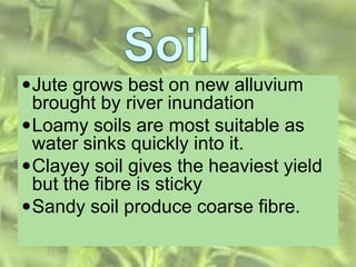 Jute grows best on new alluvium
brought by river inundation
Loamy soils are most suitable as
water sinks quickly into it.
Clayey soil gives the heaviest yield
but the fibre is sticky
Sandy soil produce coarse fibre.
 