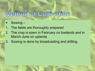  Sowing –
1. The fields are thoroughly prepared
2. The crop is sown in February on lowlands and in
March-June on uplands
3. Sowing is done by broadcasting and drilling.
 