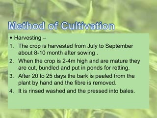 Harvesting –
1. The crop is harvested from July to September
about 8-10 month after sowing .
2. When the crop is 2-4m high and are mature they
are cut, bundled and put in ponds for retting.
3. After 20 to 25 days the bark is peeled from the
plant by hand and the fibre is removed.
4. It is rinsed washed and the pressed into bales.
 