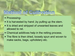  Processing-
 It is harvested by hand ,by pulling up the stem.
 It is dried and stripped of unwanted leaves and
allowed to ret.
 Chemical additives help in the retting process.
 The fibre is then dried, loosely spun and woven to
make sacks, bags, upholstery etc.
 