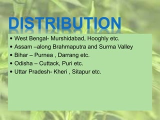 DISTRIBUTION
 West Bengal- Murshidabad, Hooghly etc.
 Assam –along Brahmaputra and Surma Valley
 Bihar – Purnea , Darrang etc.
 Odisha – Cuttack, Puri etc.
 Uttar Pradesh- Kheri , Sitapur etc.
 