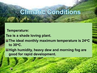 Temperature:
Tea is a shade loving plant.
The ideal monthly maximum temperature is 24oC
to 30oC.
High humidity, heavy dew and morning fog are
good for rapid development.
 