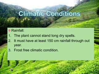 Rainfall:
1. The plant cannot stand long dry spells.
2. It must have at least 150 cm rainfall through out
year.
3. Frost free climatic condition.
 