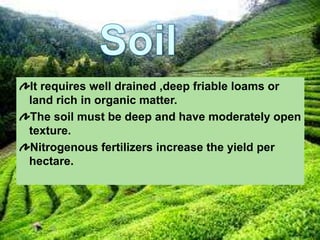 It requires well drained ,deep friable loams or
land rich in organic matter.
The soil must be deep and have moderately open
texture.
Nitrogenous fertilizers increase the yield per
hectare.
 