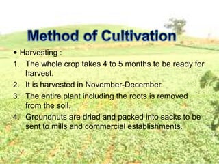  Harvesting :
1. The whole crop takes 4 to 5 months to be ready for
harvest.
2. It is harvested in November-December.
3. The entire plant including the roots is removed
from the soil.
4. Groundnuts are dried and packed into sacks to be
sent to mills and commercial establishments.
 